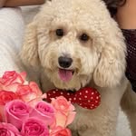 chroniclesofprincehenri profile picture