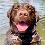 chubbychocolateharper profile picture