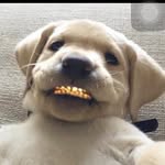 chuchisfab profile picture
