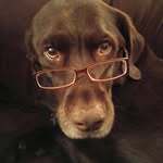 chuckie_the_chocolate_lab_ profile picture