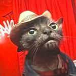 chupiedoesntgiveameow profile picture