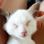 churrothepurro profile picture