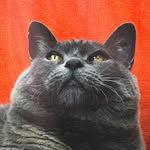 cinderblock_cat profile picture