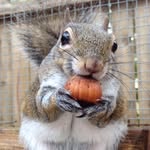 cindyflyingsquirrel profile picture