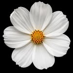 cinemaawaalla profile picture