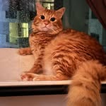 cinnabon.the.chonk profile picture
