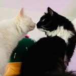 cinnamon_snuggles profile picture