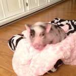 cinnamon_thepiglet profile picture