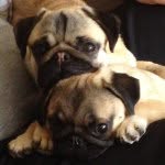 circus_pugs profile picture