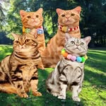 ck_pj_tabby_brothers profile picture