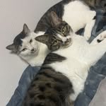 claddagh.the.kitten profile picture