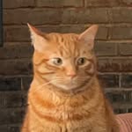 clarence_theclarebear profile picture
