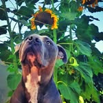 clark_the_pibble profile picture