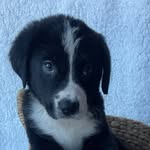 clash profile picture