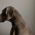 classicpoise profile picture