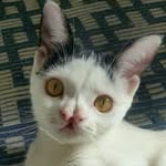 cleftlipsupercat profile picture