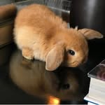 clementinethebunny profile picture