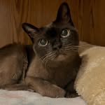 cleoandjersey profile picture