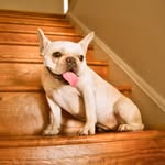 cleopatra_the_dog_ profile picture