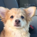 cleothepokemon profile picture