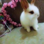 cleo_the_rabbit profile picture