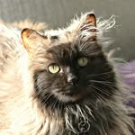 cleo_the_rescued_cat profile picture