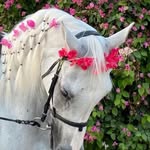 clicks_by_muslimah_lens profile picture