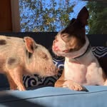 cloveandwinston_adventures profile picture