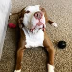 clyde_thegentlegiant_ profile picture
