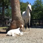 coasterandbuttercup profile picture