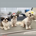 coco.bella.bucci profile picture