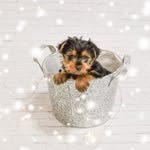 cocoandlouieyorkie profile picture