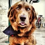 cocoathetourdog profile picture