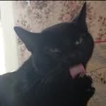 cocogm profile picture