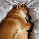 coco_jita profile picture
