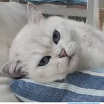 coconuthekitten profile picture