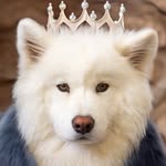 coconutricebear profile picture