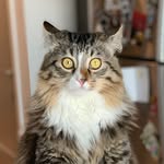coconutshramp profile picture