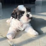 coco_the_cutie29 profile picture