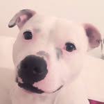 codycheesypaws profile picture