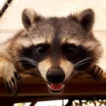 cody_raccoon profile picture