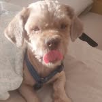 coffeethebrowndoggo1 profile picture