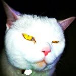 cohty_neo profile picture