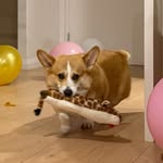 colathecorgi_ profile picture