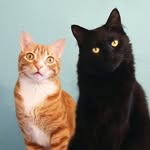 coleandmarmalade profile picture
