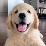 colinthegolden profile picture