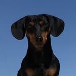 colithedachshund profile picture