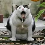 colorblind_gallery profile picture