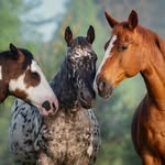 colored_horses_and_mini_ponies profile picture