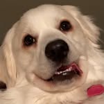 comfycoconut profile picture
